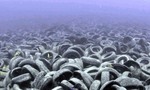 Z pokusu urýchliť rast korálových útesov starými pneumatikami sa stala ekologická katastrofa
