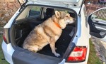 Ako ochrániť interiér auta, keď v ňom prevážate psa či iné zvieratá?