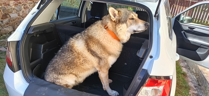 Ako ochrániť interiér auta, keď v ňom prevážate psa či iné zvieratá?