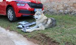 Ako voziť psa v aute bezpečne a bez chlpov po celom interiéri?