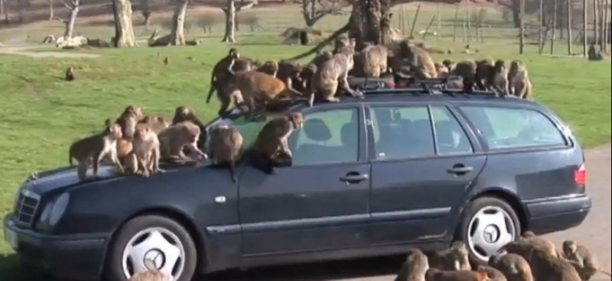 Opice vám na safari kľudne rozoberú auto