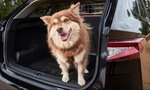 Viete, aké je najlepšie auto pre psíčkarov? Briti v tom majú jasno