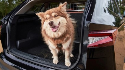 VIETE, AKÉ JE NAJLEPŠIE AUTO PRE PSÍČKAROV? BRITI V TOM MAJÚ JASNO