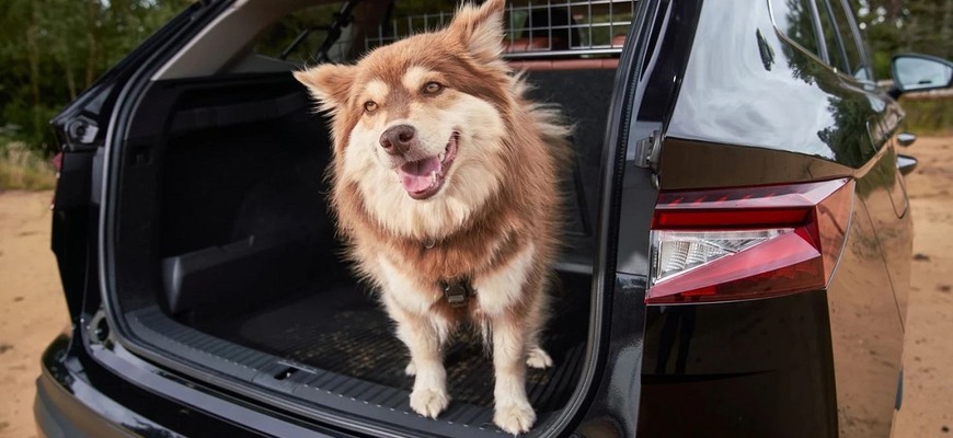 Viete, aké je najlepšie auto pre psíčkarov? Briti v tom majú jasno