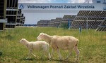 Volkswagen zamestnal ovce. V čase škrtania rozpočtov dostali prácu snov