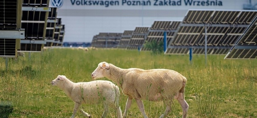Volkswagen zamestnal ovce. V čase škrtania rozpočtov dostali prácu snov
